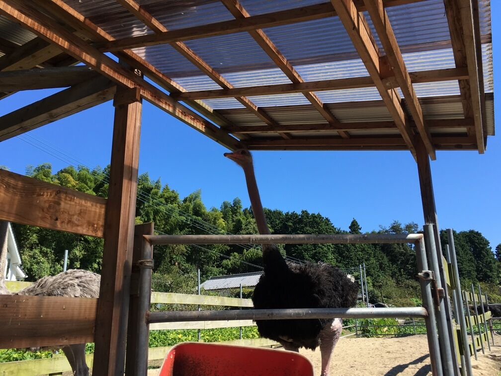 ダチョウもお待ちしています！