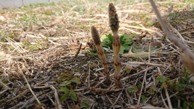 土地調査 春が近づいてます
