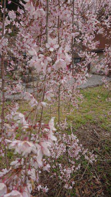 恒例の花見