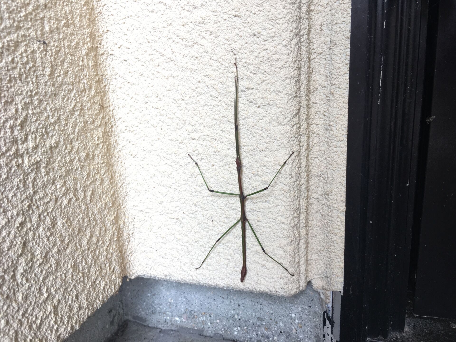 これしってますか？